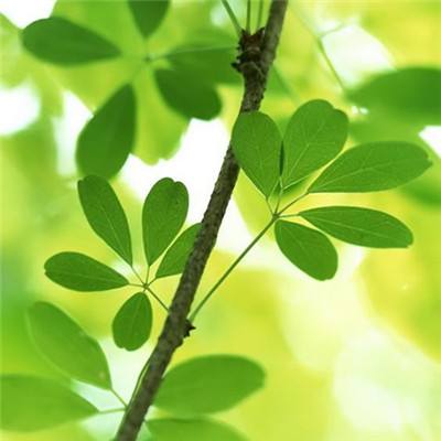 百度精灵大师手机版下载